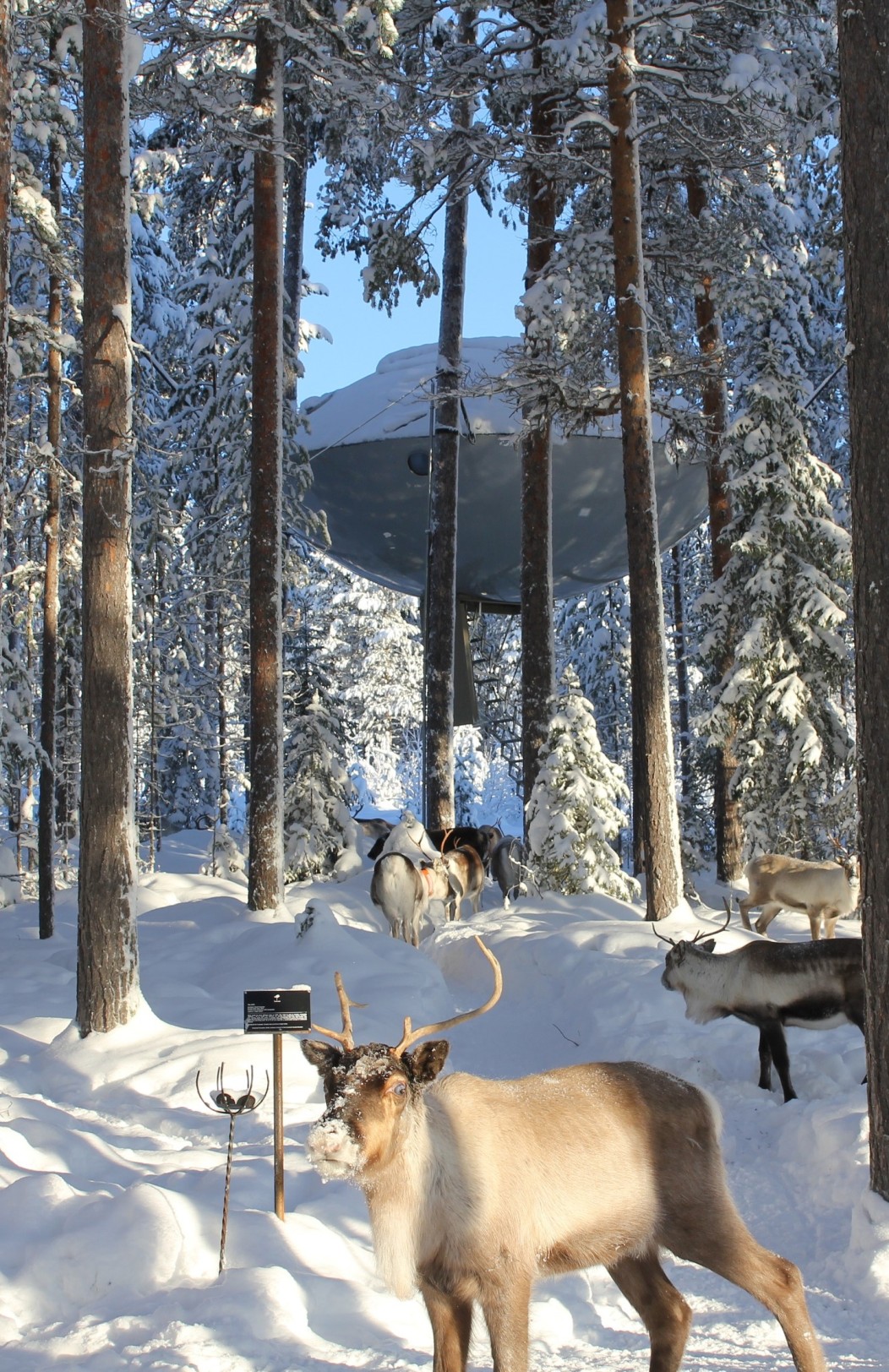 Schweden Eishotel & Treehotel