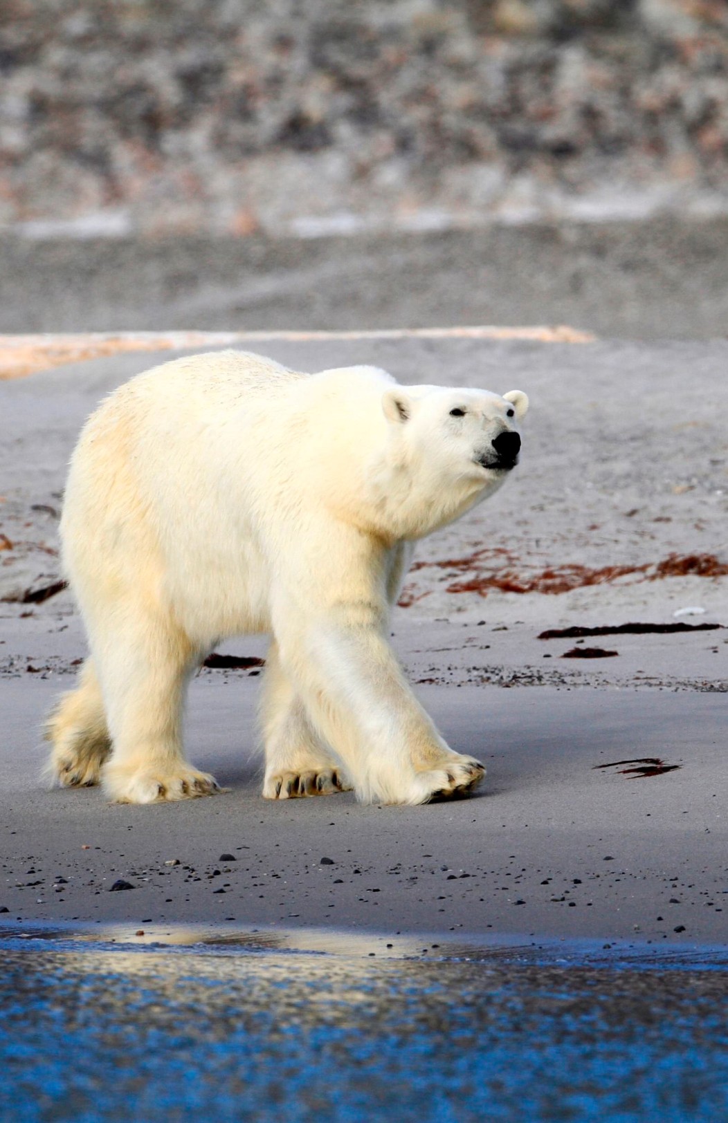 Spitzbergen Expeditions-Seereise (ab Mittwoch)