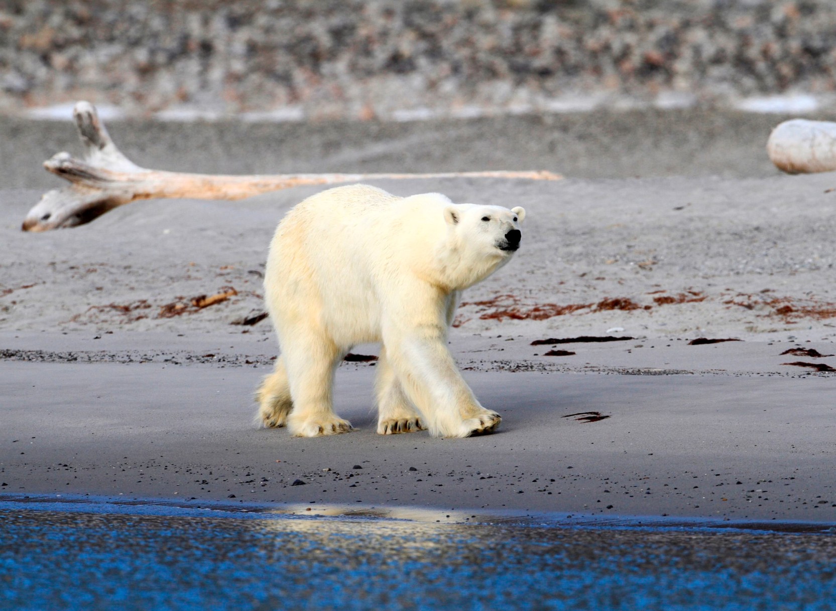 Spitzbergen Expeditions-Seereise (ab Mittwoch)